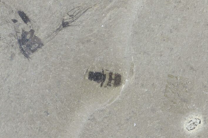 Fossil Bee (Hymenoptera) - Green River Formation, Utah #109112